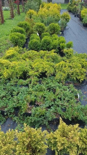 Zdjęcie oferty: Jałowiec,juniperus, sabiński, wiltonii