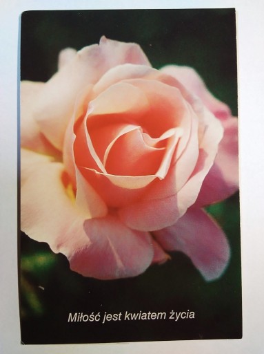 Zdjęcie oferty: Kwiaty rośliny róże edycja Św. Pawła
