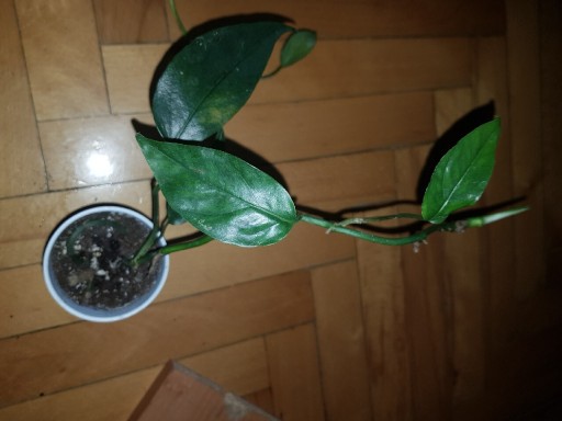 Zdjęcie oferty: Epipremnum pinnatum pinatum Blue form 