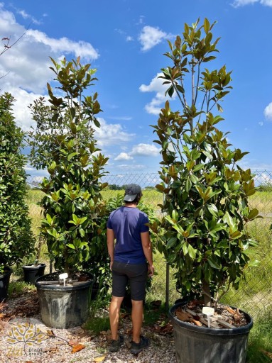 Zdjęcie oferty: Magnolia Grandiflora / 200-240cm / zimozielona