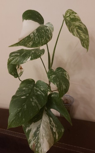 Zdjęcie oferty: Monstera deliciosa variegata