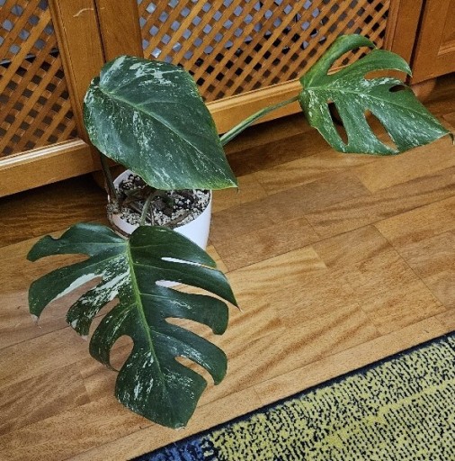 Zdjęcie oferty: Monstera Deliciosa variegata - roślina w doniczce