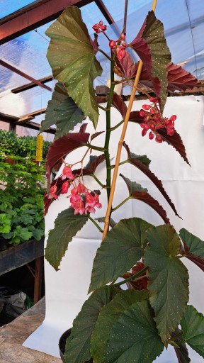 Zdjęcie oferty: Begonia Maculata Duże Rośliny