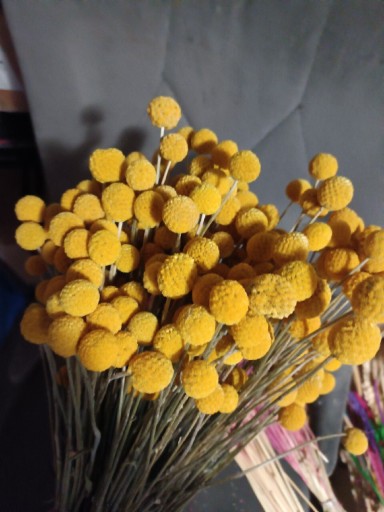 Zdjęcie oferty: Kraspedia naturalna suszone kwiaty 20szt drobna