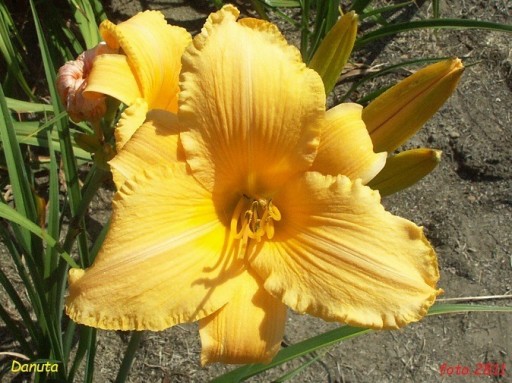 Zdjęcie oferty: Hemerocallis / Liliowiec: Danuta