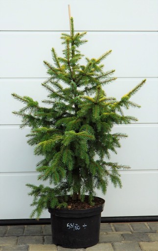 Zdjęcie oferty: ŚWIERK SERBSKI AUREA - Picea omorika * DUŻY OKAZ 