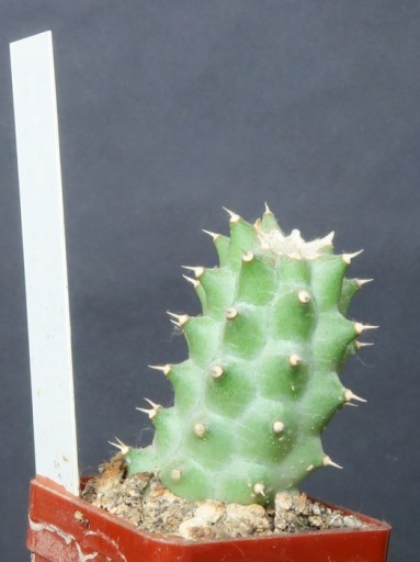 Zdjęcie oferty: Kaktusy! - Luckhoffia beukmannii - RARYTAS!!!