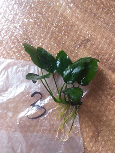 Zdjęcie oferty: Anubias barteri nr 3 domowe akwarium SILNE ROŚLINY