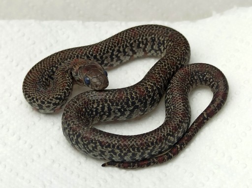 Zdjęcie oferty: Wąż- Lampropeltis mexicana/ Lancetogłów meksykańsk