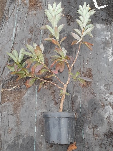 Zdjęcie oferty: Rododendron, azalia 