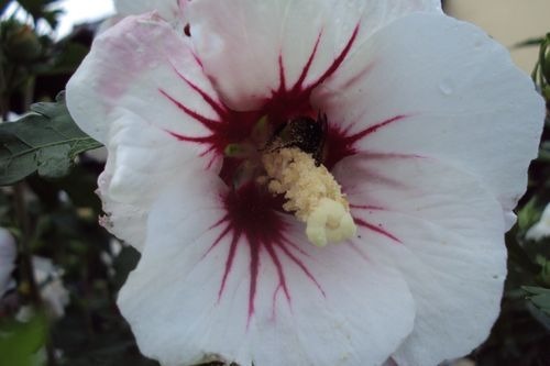 Zdjęcie oferty: Ketmia syryjska, hibiskus