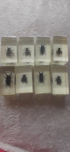 Zdjęcie oferty: Insekty w szklanych gablotach