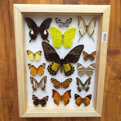 Zdjęcie oferty: Gablotka motyle Morpho Urania Papilio na ścianę