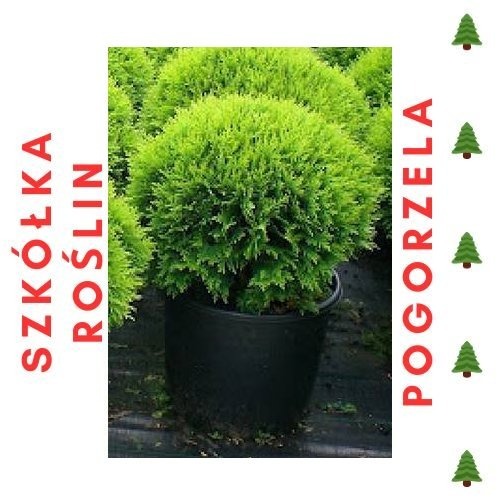 Zdjęcie oferty: Świerk biały Conica Picea Glauca