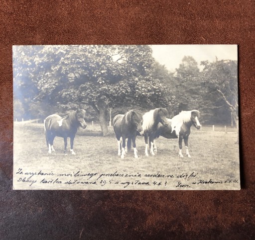 Zdjęcie oferty: Stara pocztówka konie, adres Lwów
