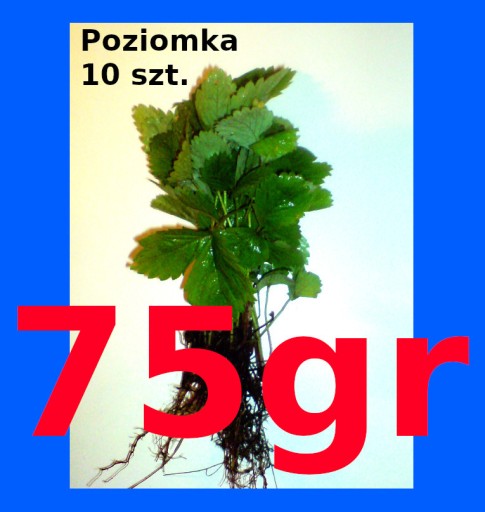 Zdjęcie oferty: POZIOMKI SADZONKI 10sadzonek 30zł