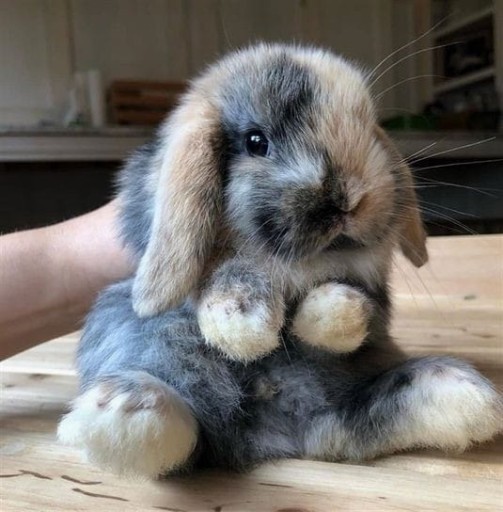 Zdjęcie oferty: Mini Lop króliki miniaturki o łagodnym charakterze