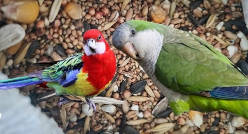 Zdjęcie oferty: Karma dla papug średnich mnicha rozella