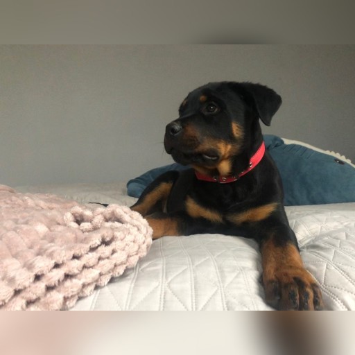 Zdjęcie oferty: Rottweiler Super Szczeniaki !!!!!