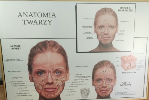 Zdjęcie oferty: Anatomia twarzy 