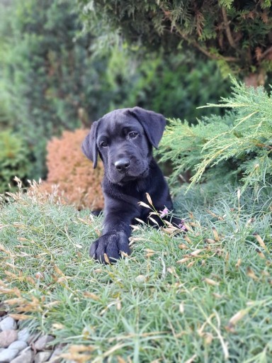 Zdjęcie oferty: Labrador Retriver FCI Szczenięta gotowe do odbioru