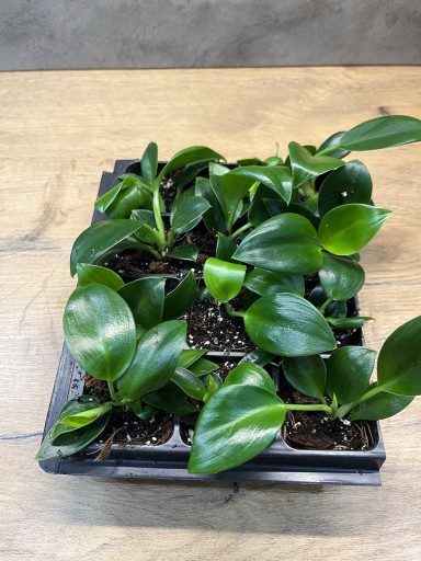 Zdjęcie oferty: Filodendron Philodendron Green Princess