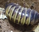 Zdjęcie oferty: Armadillidium badium Casteldaccia Sicily