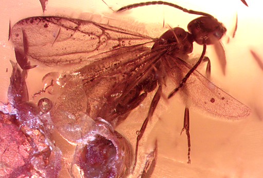 Zdjęcie oferty: Bursztyn inkluzja skrzydlata mrówka wymarła ant
