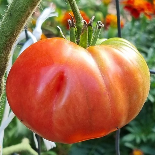 Zdjęcie oferty: Pomidor Rawlings nasiona kolekcjonerskie 