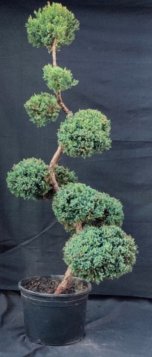 Zdjęcie oferty: Bonsai Niwaki jałowiec łuskowy HOLGER