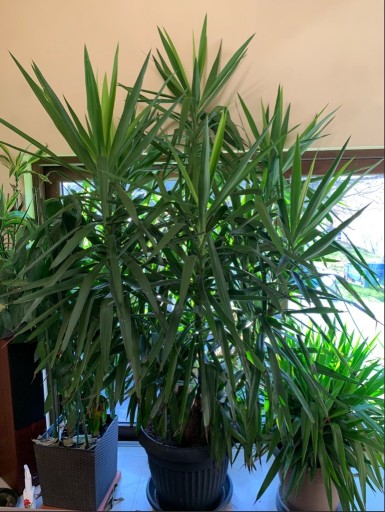 Zdjęcie oferty: Yucca juka roslina 3 metry