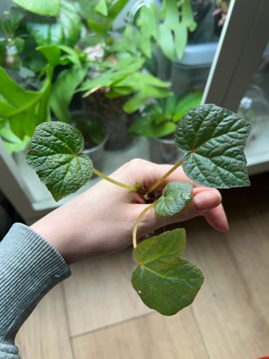 Zdjęcie oferty: begonia BOOMER | nie monstera