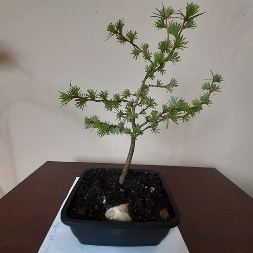 Zdjęcie oferty: bonsai modrzew japonski obnizka do 30.4.