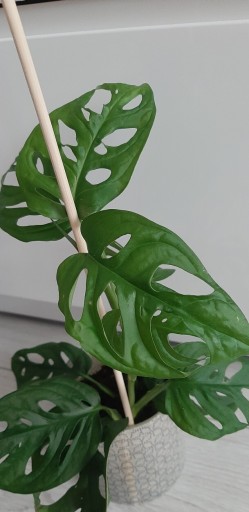 Zdjęcie oferty: Monstera 30 cm