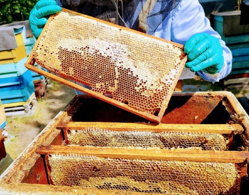 Zdjęcie oferty: Miód oraz produkty pszczele - świeży zbiór 2023