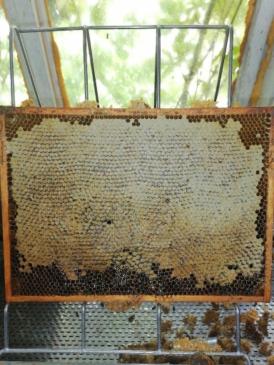 Zdjęcie oferty: Odkład pszczeli 