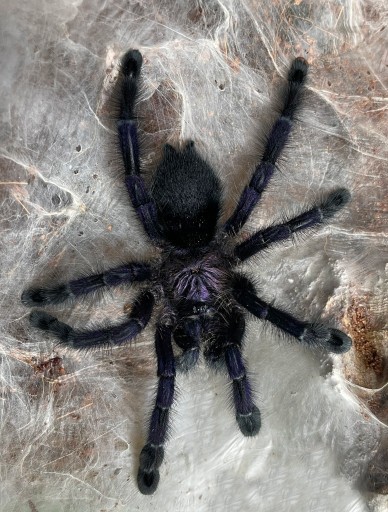 Zdjęcie oferty: Avicularia purpurea l1 !!!