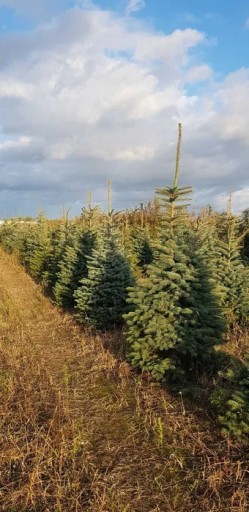 Zdjęcie oferty: Świerk srebrny Królestwo plantacja Dziecinów 92 A