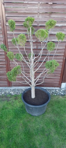 Zdjęcie oferty: Tuja thuja formowana 20 kul