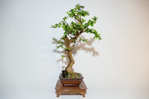 Zdjęcie oferty: sztuczne drzewko bonsai
