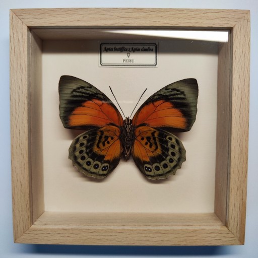 Zdjęcie oferty: Motyl w gablotce Agrias beatifficaxAgrias caludina