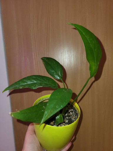 Zdjęcie oferty: Epipremnum Pinnatum Blue Form