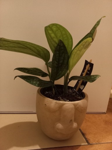 Zdjęcie oferty: Monstera karstenianum(peru)