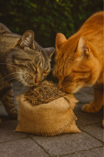 Zdjęcie oferty: Waleriana dla Kotów na uspokojenie– Suszona - Idealna do Zabawek i Drapaków