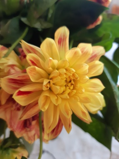 Zdjęcie oferty: Georginia bulwa żółto-czerwone kwiaty wysoka