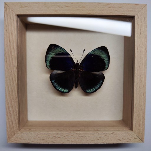 Zdjęcie oferty: Motyl w gablotce Callithea Leprieuri Feisthameli