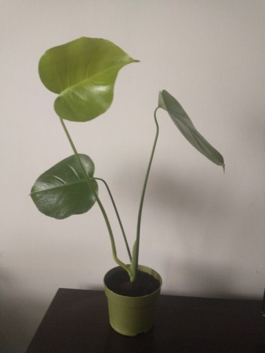 Zdjęcie oferty: Monstera Deliciosa Dziurawa sadzonka