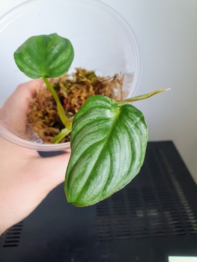 Zdjęcie oferty: Philodendron Mamei