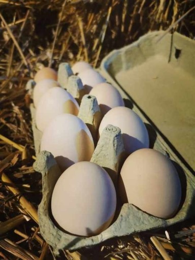 Zdjęcie oferty: Jajka wiejskie z wolnego wybiegu, eko