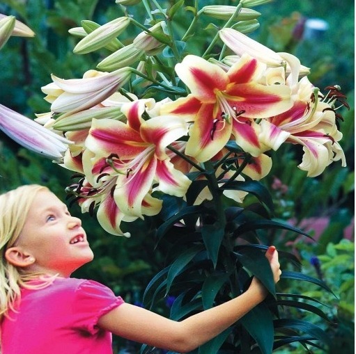 Zdjęcie oferty: Lilie cebule w opakowaniu zbiorczym